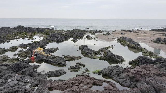 세계적으로 희귀한데…제주서 부패된 채 발견된 약 2.5m '멸종위기 동물'