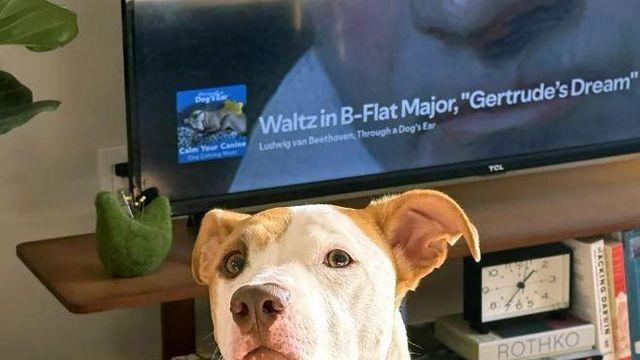 음악을 들려주면 동물이 차분해질까?