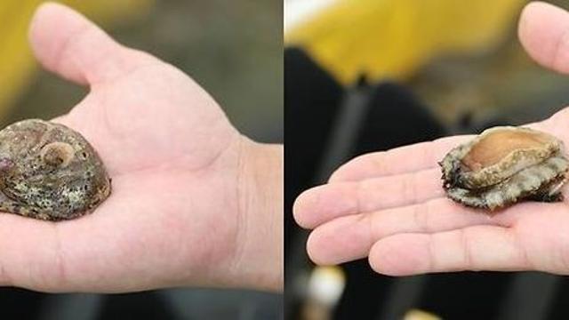 줄어드는 제주 특산 수산물 '오분자기' 되살린다