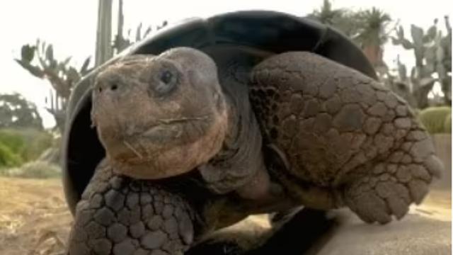 美 왕할머니 '거북이'...141세 안락사로 생 마감