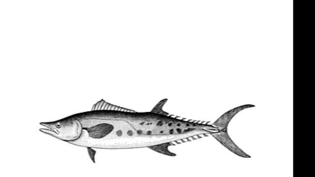 잘 안잡히는 맛있는 생선.jpg