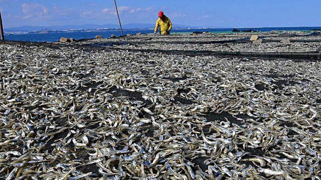 한국에선 완전 국민 식재료인데…미국선 ‘가장 싫어하는 음식’ 1위라는 '이 생선'