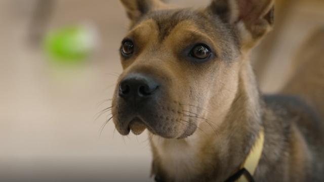 'TV동물농장' 정혁과 대길이&푸바오와 활기체의 만남