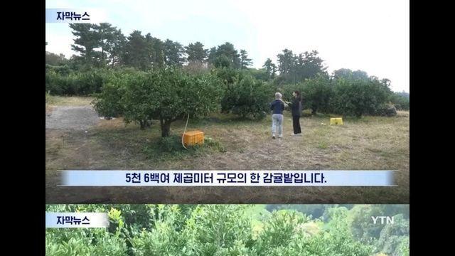 하루만에 3톤의 감귤을 도둑맞은 제주 감귤밭 