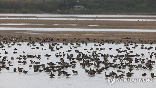 12월 '이달의 생태관광지'에 서산 천수만 철새도래지