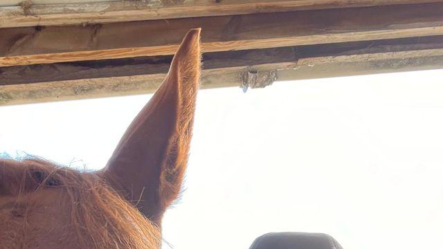 해킹당한 휴대전화, 사기범들은 어떻게 정보를 얻었을까?