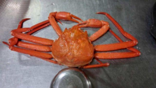 “대게값 주고 홍게 샀다”…속초, 오징어에 이어 그치지 않는 바가지 논란