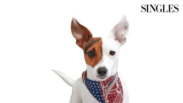 나의 반려동물을 위한 연말 선물