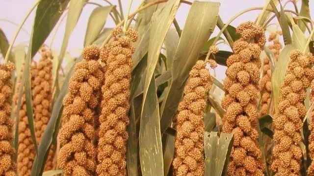 우리조상님들의 잊혀진 주식