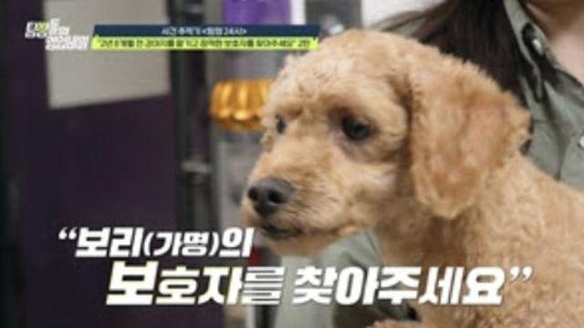 ‘강아지 유기 의혹’ 견주 “술 문제 있어” VS “항암 치료로 경황 無” 진실 공방 (‘탐비’)