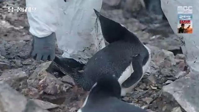 '펭귄 학대 논란' 백종원·임수향, 전말 밝혀졌다…
