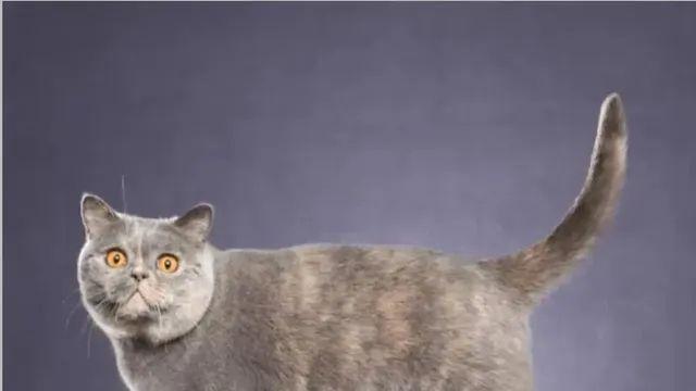 각 나라를 대표하는 고양이,,