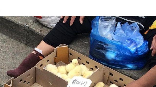 의외로 동물복지였던 거... 분쇄기라니.....