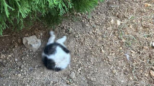 대학 캠퍼스서 묻혀 죽은 채 발견된 고양이…경찰 수사 중