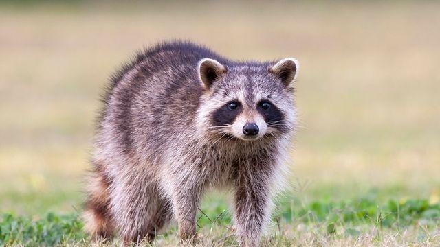 과천 도심에 너구리 출몰… “접촉 피하고 기본 수칙 준수해야”