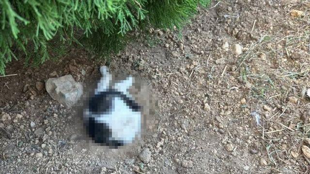 땅에 묻힌 채 숨진 고양이…경찰, 수사 나서