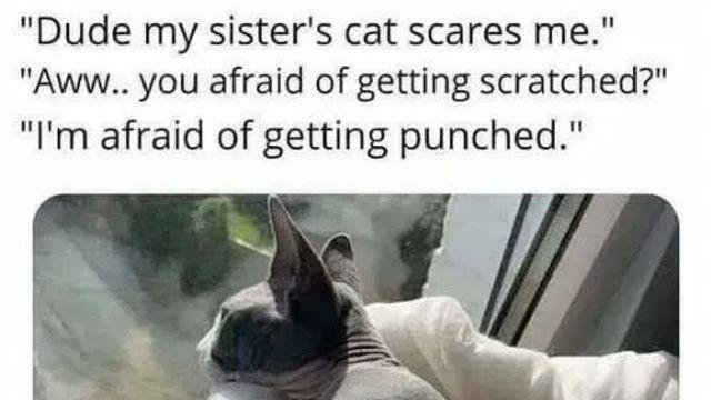 여동생 고양이가 무섭다는 오빠,,