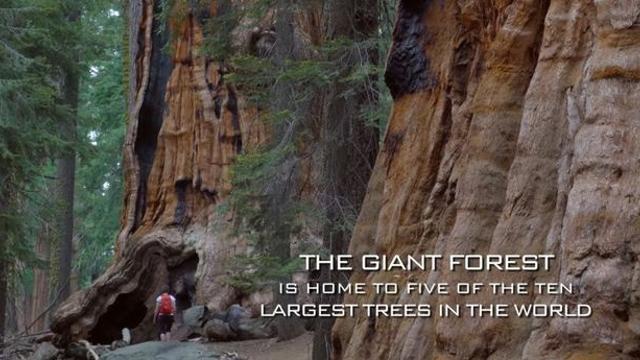 미국 숲은 진짜 무섭네