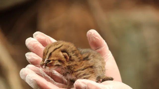 고양이과 동물중 가장 작은 종인 붉은점살쾡이