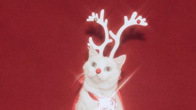 프로미스나인, '하얀 그리움' D-DAY…'서머퀸의 겨울요정 진화'