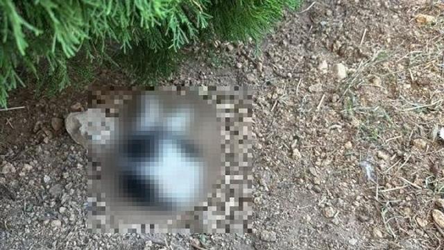 땅에 거꾸로 머리 묻힌 고양이 사체 발견…경찰, 동물학대 수사