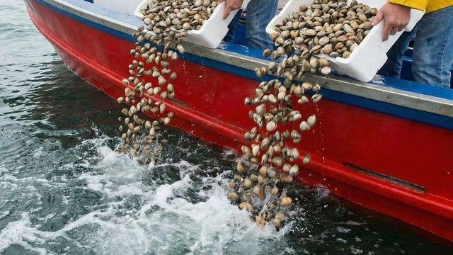 만능 식재료로 쓰이는데…무려 137만 마리 대량으로 풀린 '이 수산물'