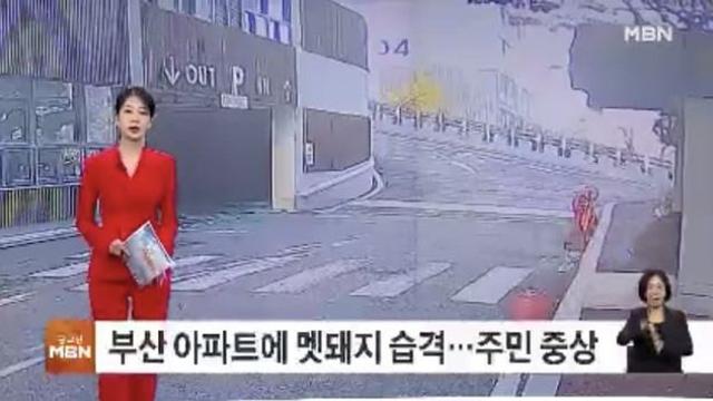 부산 아파트 멧돼지 습격..주민 중상