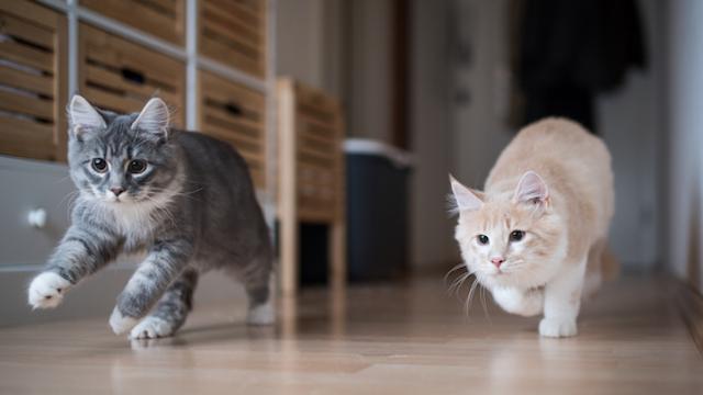 고양이는 왜 남자에게 더 우는가