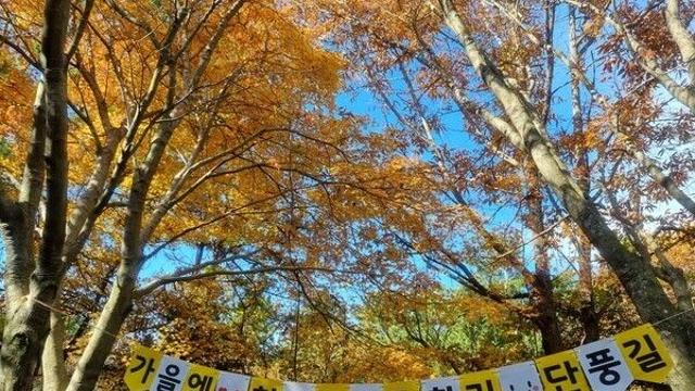 단풍 놓쳐 아쉽다면 '완도 슬로시티 청산도'로!...단풍 늦게 물들어 만추 여행에 딱