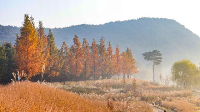 [여행honey] 깊고 광활한 숲의 향연…국립백두대간수목원