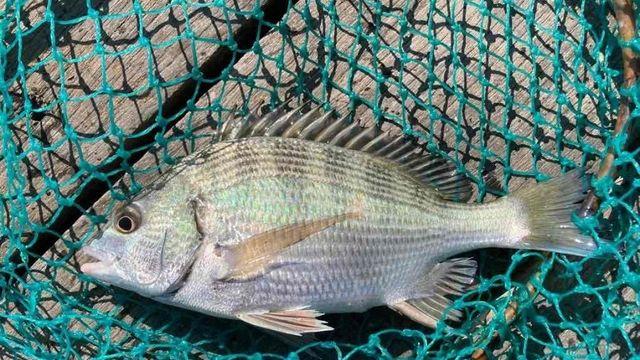 이 중에서 회로 먹으면 뭐 드시나요?