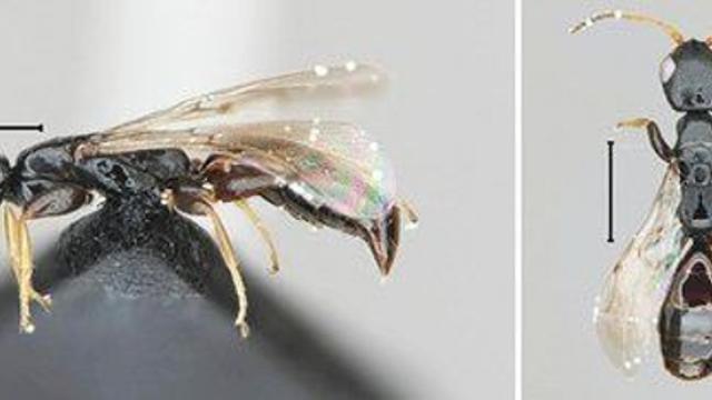 해충 없애는 '침벌' 신종 DMZ 인근서 발견