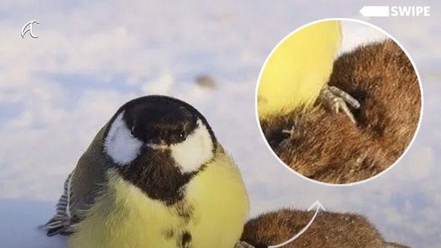 귀여움에 속지마세요