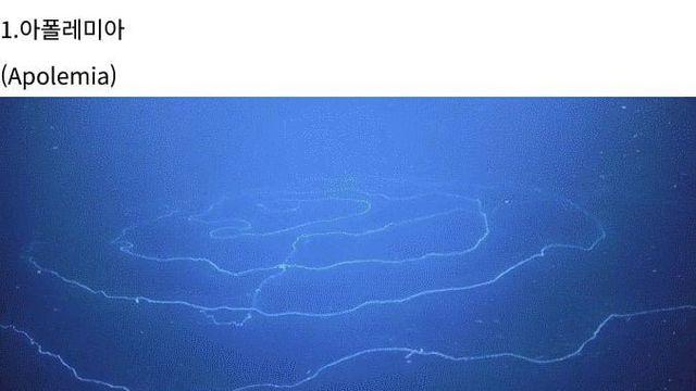 세상에 존재하는 신기한 생물들.jpg