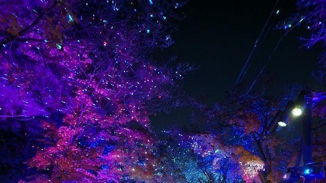 밤에도 걷고 싶은 안양천…구로구, 4가지 테마 '빛의 산책길'