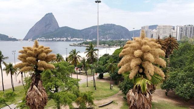 리우데자네이루서 탈리포트 야자, 생애 처음이자 마지막 꽃 피워