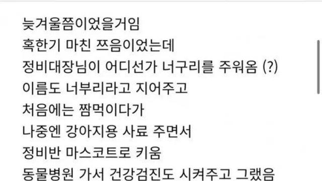 군대에서 너구리 키운 썰