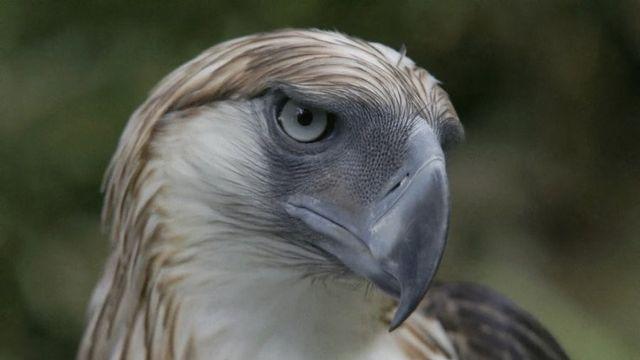 대형 맹금류 중 가장 간지나게 생긴 녀석