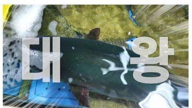 대방어 10kg를 술도 없이 방어만 혼자서 다 먹는 쯔양.jpg