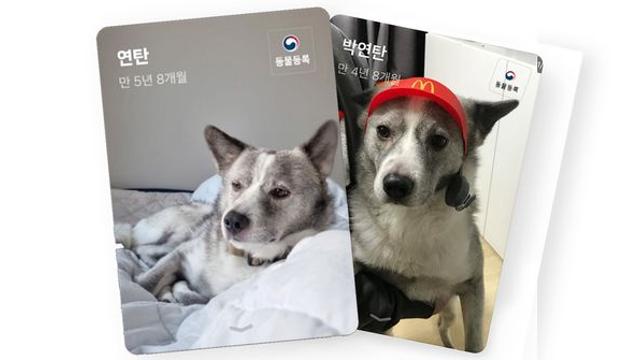 [위키뉴스] “우리집 댕댕이 민증 나왔어요” 카톡에서 만드는 반려동물 주민등록증