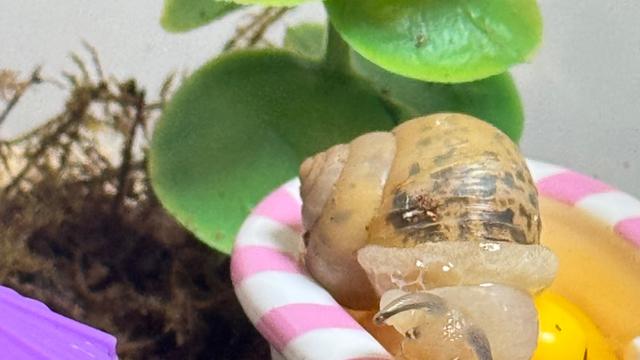 상추별로 떠나보내는 글....