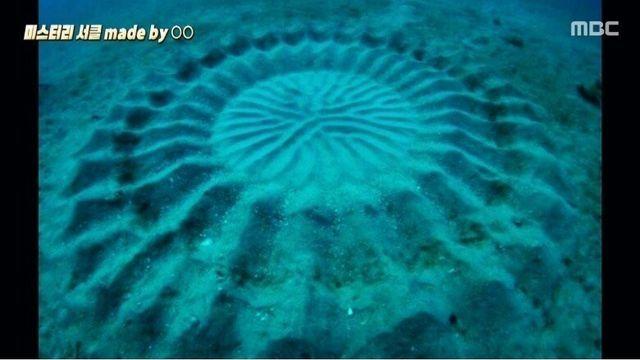 바닷속에 생긴 미스터리 써클의 진실