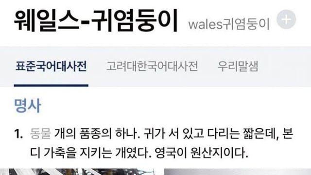 웰시코기의 정식 한국어 명칭
