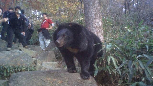 지리산에서 실제로 곰을 본 사람들 ㄷㄷ