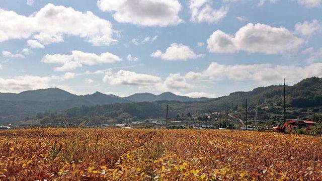 정부, 내년 수입콩 증량 중단…국산콩 전환 드라이브[국산콩 대전환①]