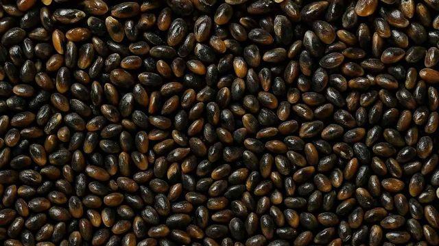 무려 10만마리나 바글바글…군산에 대량으로 풀리는 '이 생명체' 정체