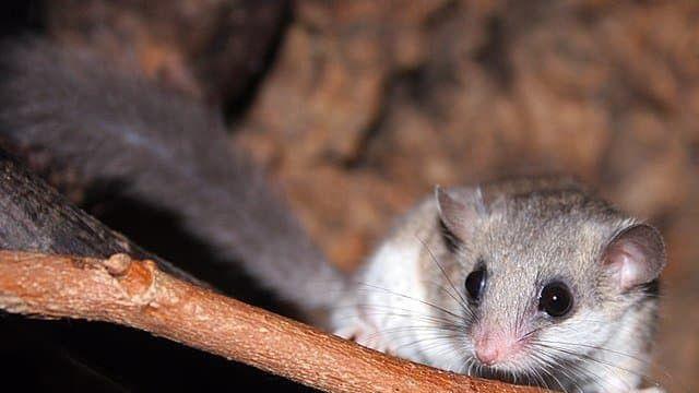 응애응애 귀여워서 난리난 전세계의 겨울잠쥐