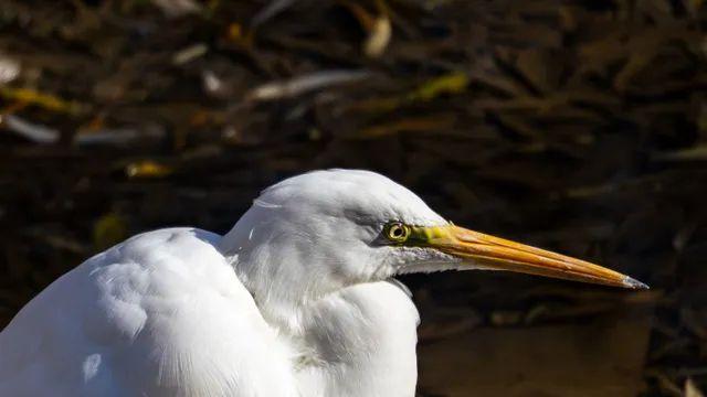 샛강생태공원 새찍 몇장