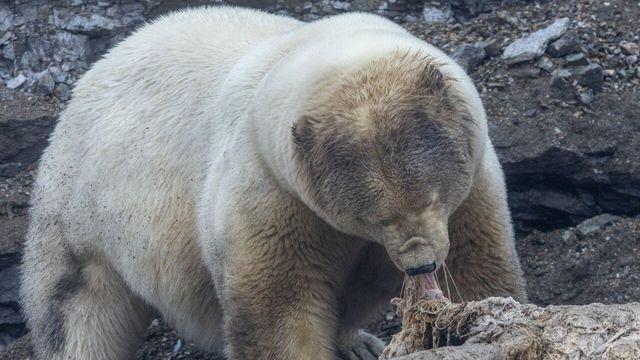 고래 사체를 포식해서 거대해진 북극곰 
