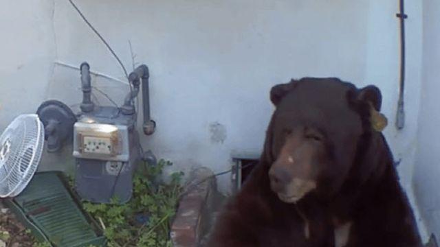 가정집 숨어든 흑곰..반년만에 카메라로 발견